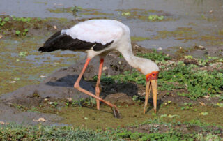 dreamstime_116874809