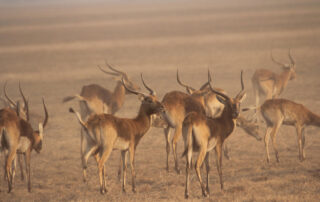 dreamstime_xl_116877549