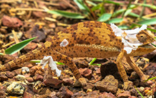 dreamstime_xl_135624680