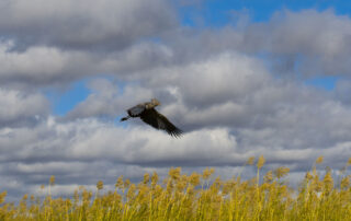 dreamstime_xl_75274606