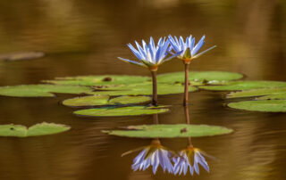 dreamstime_xxl_71700208