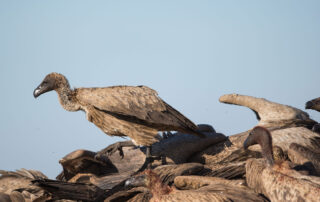 dreamstime_xxl_71791175