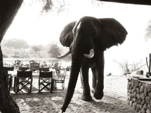Chongwe River Camp
