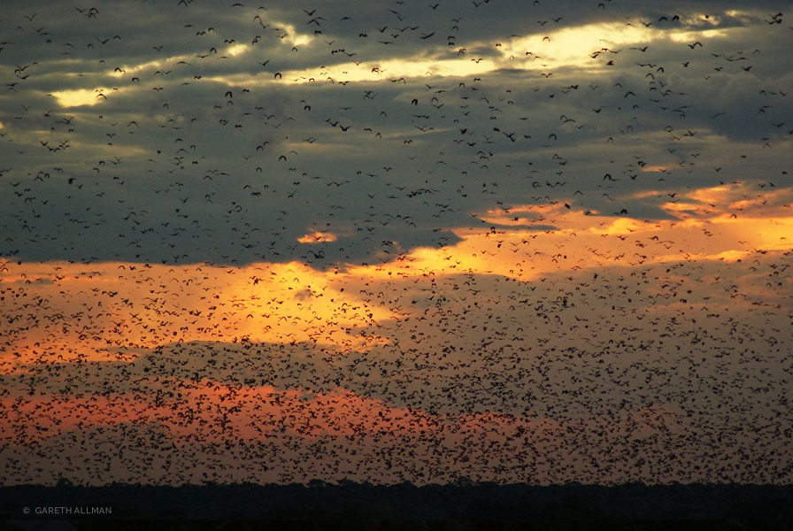 The World's Largest Mammal Migration! The World's Largest Mammal Migration!