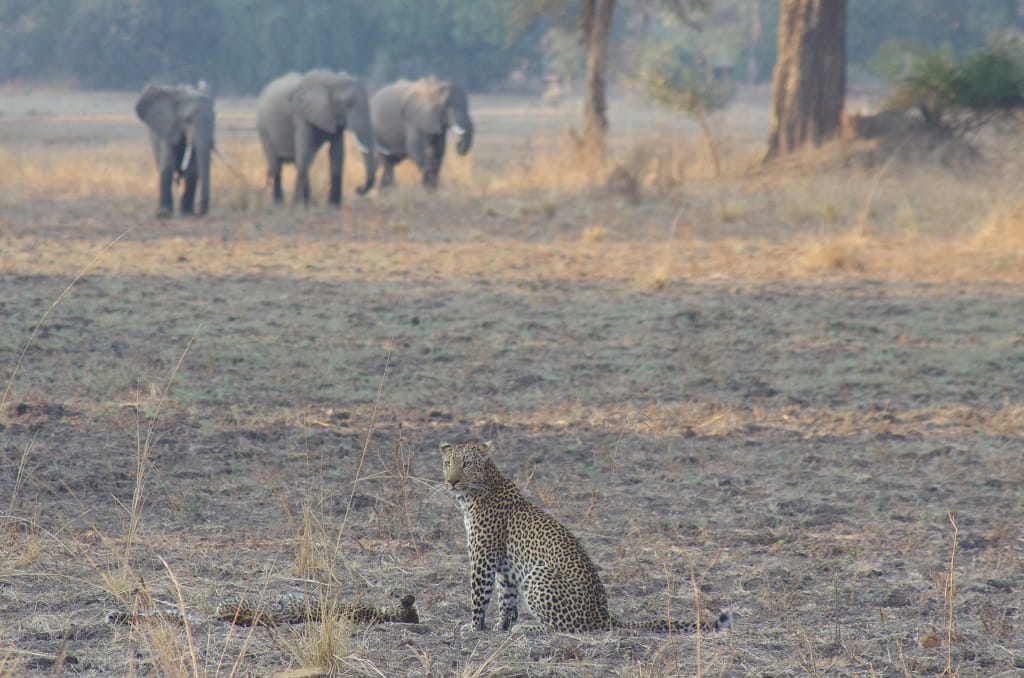 Green Leaf Safaris Zambia Tourism