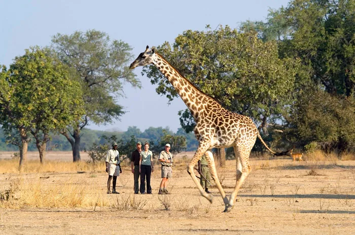 giraffe-on-walking-safari