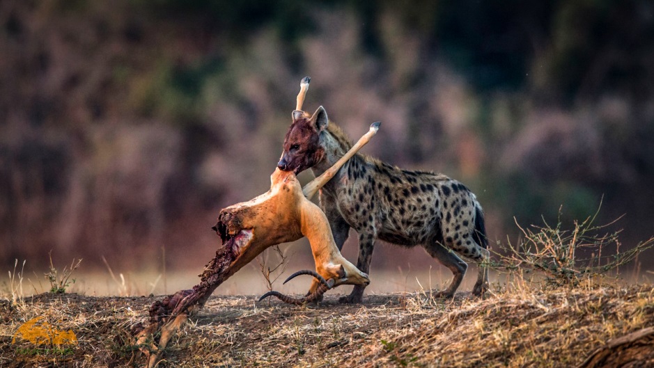 hyena