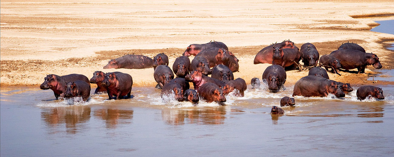 iStock_Zambia_Wildlife_Hippo