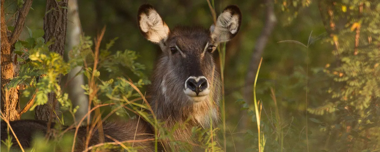 kaingu-waterbuck
