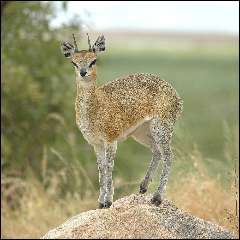 how to process deer a Zambia Tourism Antelope how to process deer a Zambia Tourism Antelope