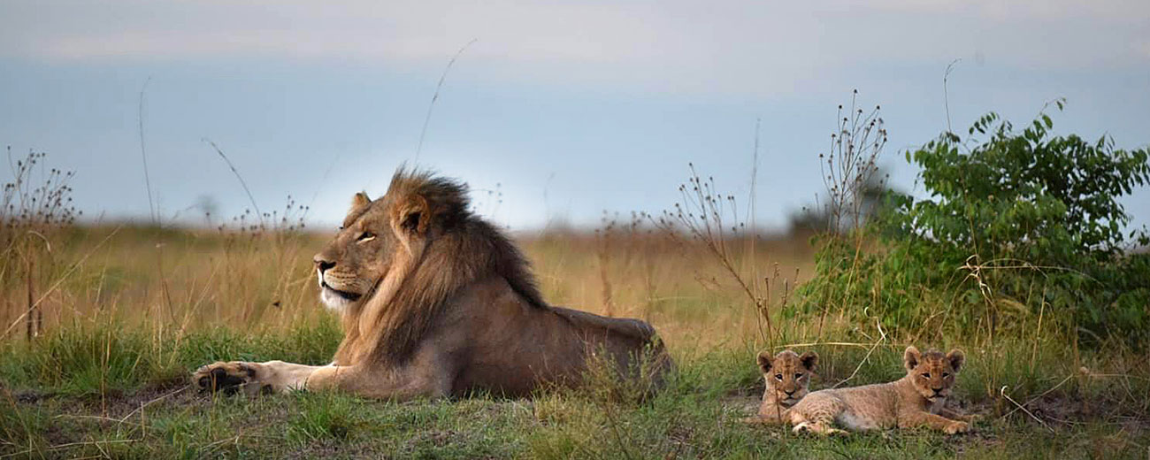 lion-(1)