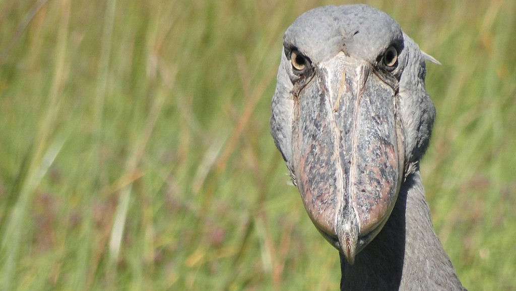 Shoebill facts