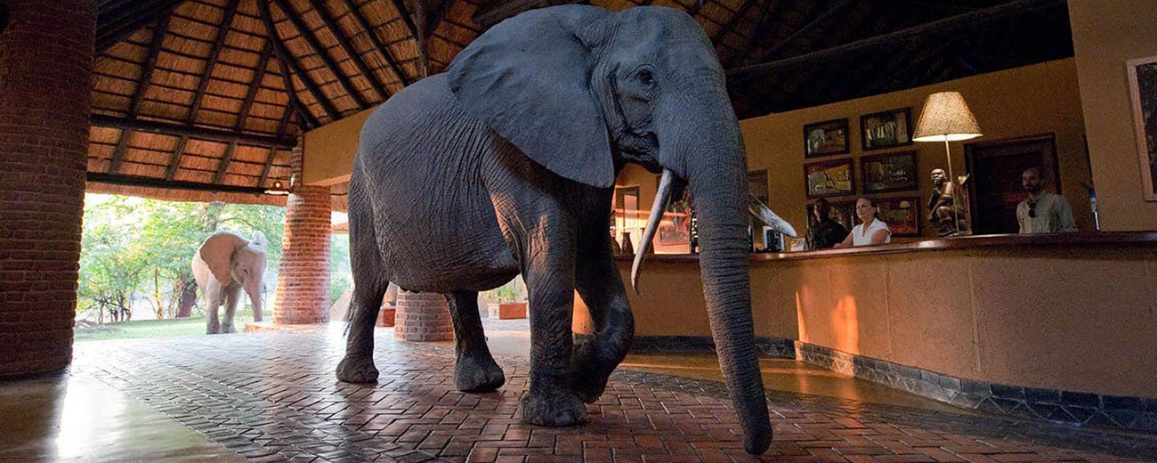 mfuwe-lodge-south-luangwa-national-park-zambia