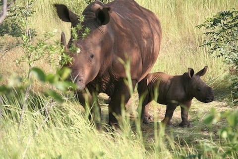 Image result for mosi oa tunya national park