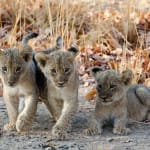 Kaingo-Mwamaba-Camp-South-Luangwa