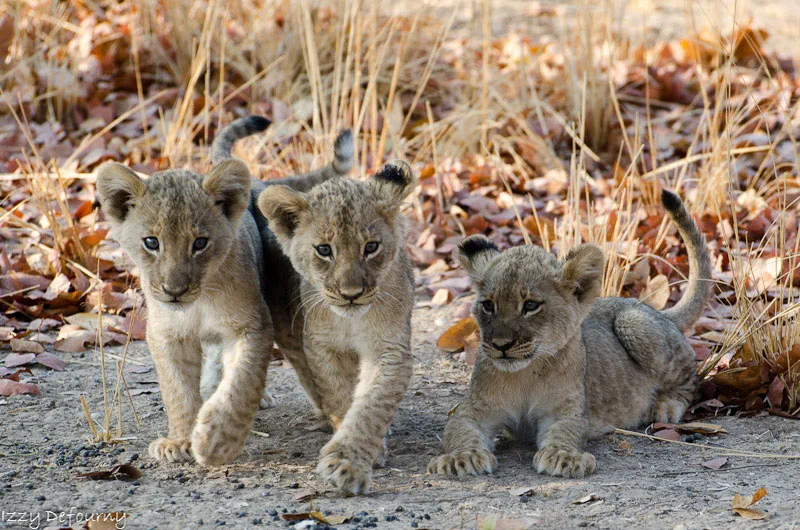 Kaingo-Mwamaba-Camp-South-Luangwa