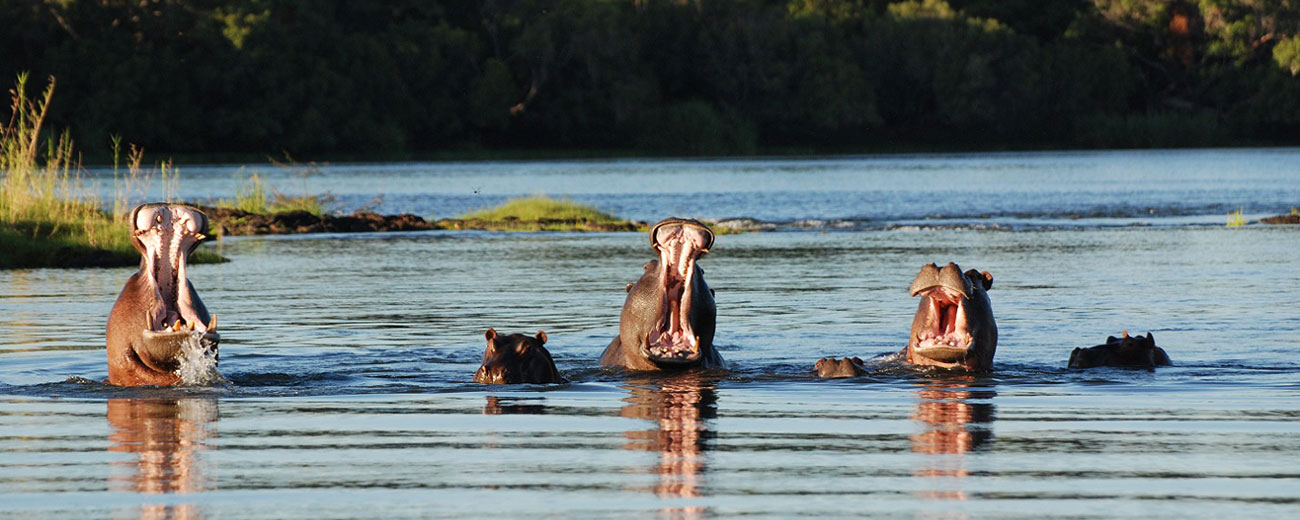 normal_hippo-banner