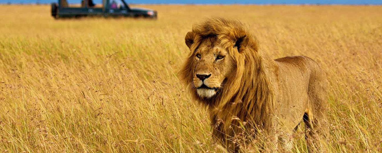 safari