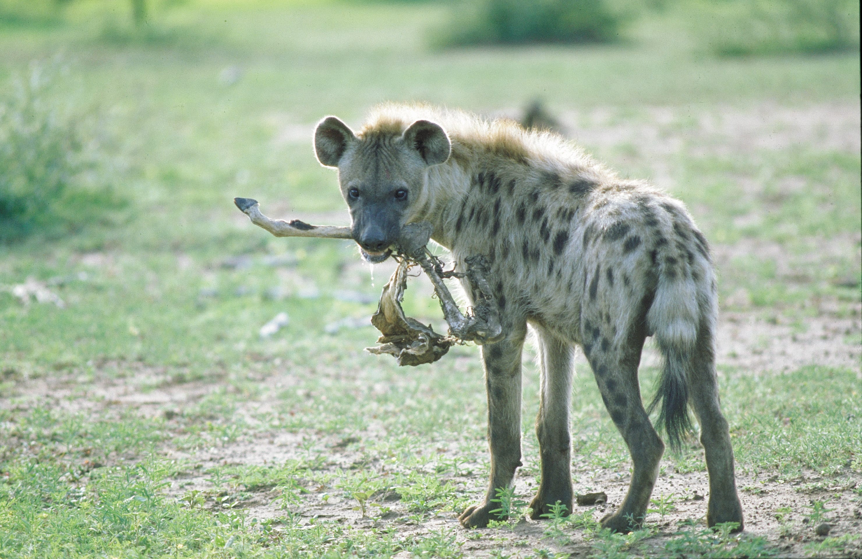 Spotted Hyena - Zambia Tourism