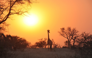 zambia is open