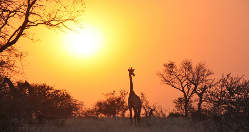 zambia is open