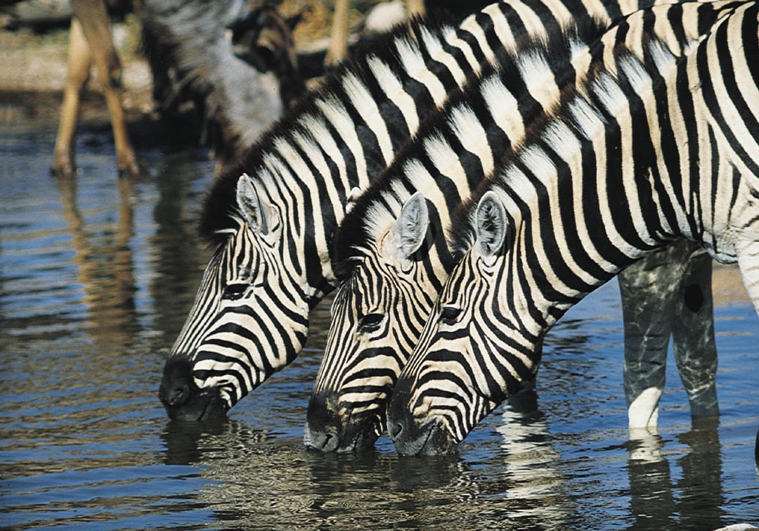 zebra zambia tourism